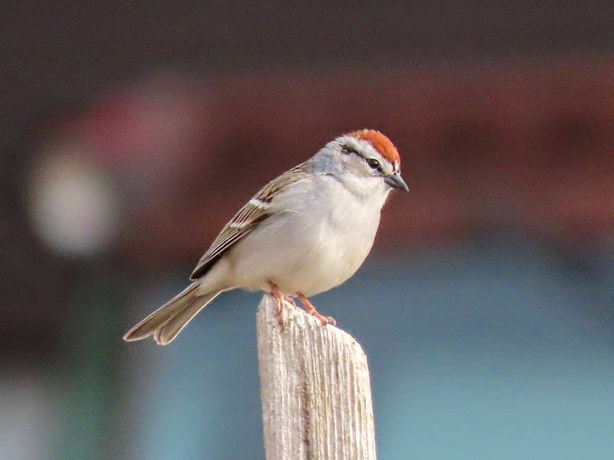 Chipping Sparrow - ML556523041