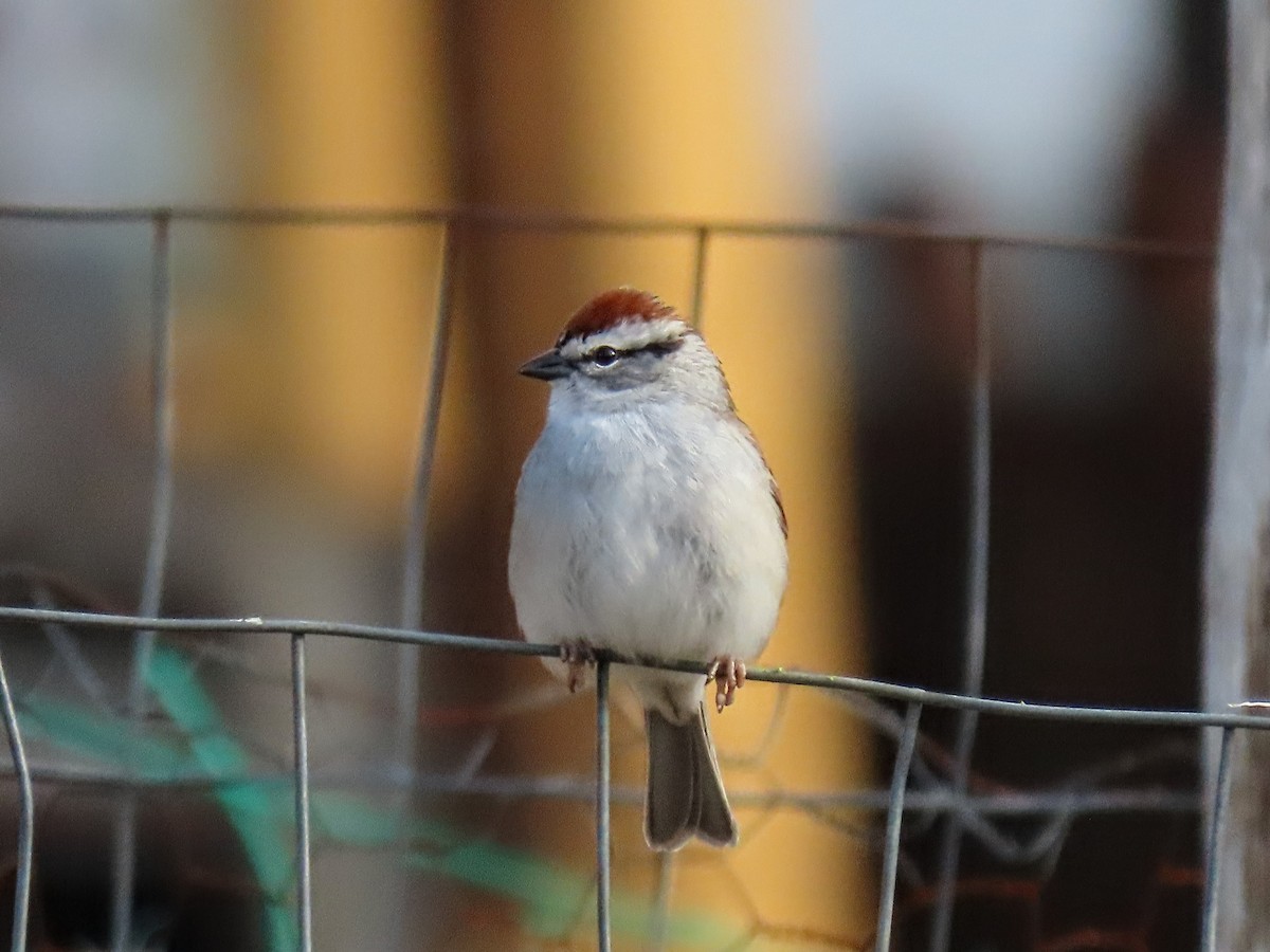 Chipping Sparrow - ML556523091