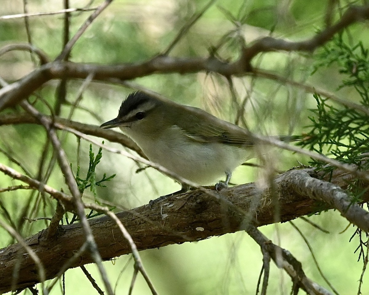 Red-eyed Vireo - ML556523371