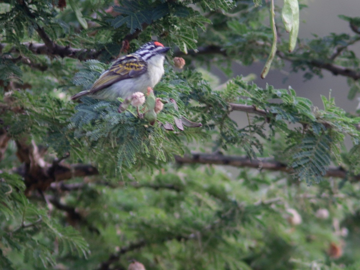 Red-fronted Tinkerbird - ML556523481