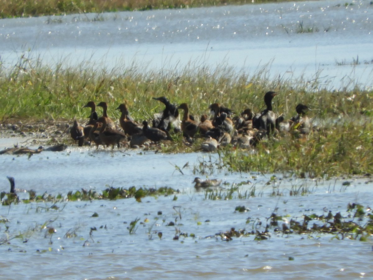 Fulvous Whistling-Duck - ML556523501