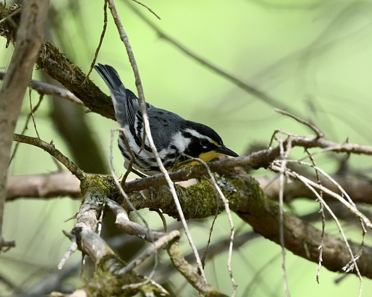 Yellow-throated Warbler - Joe Wujcik