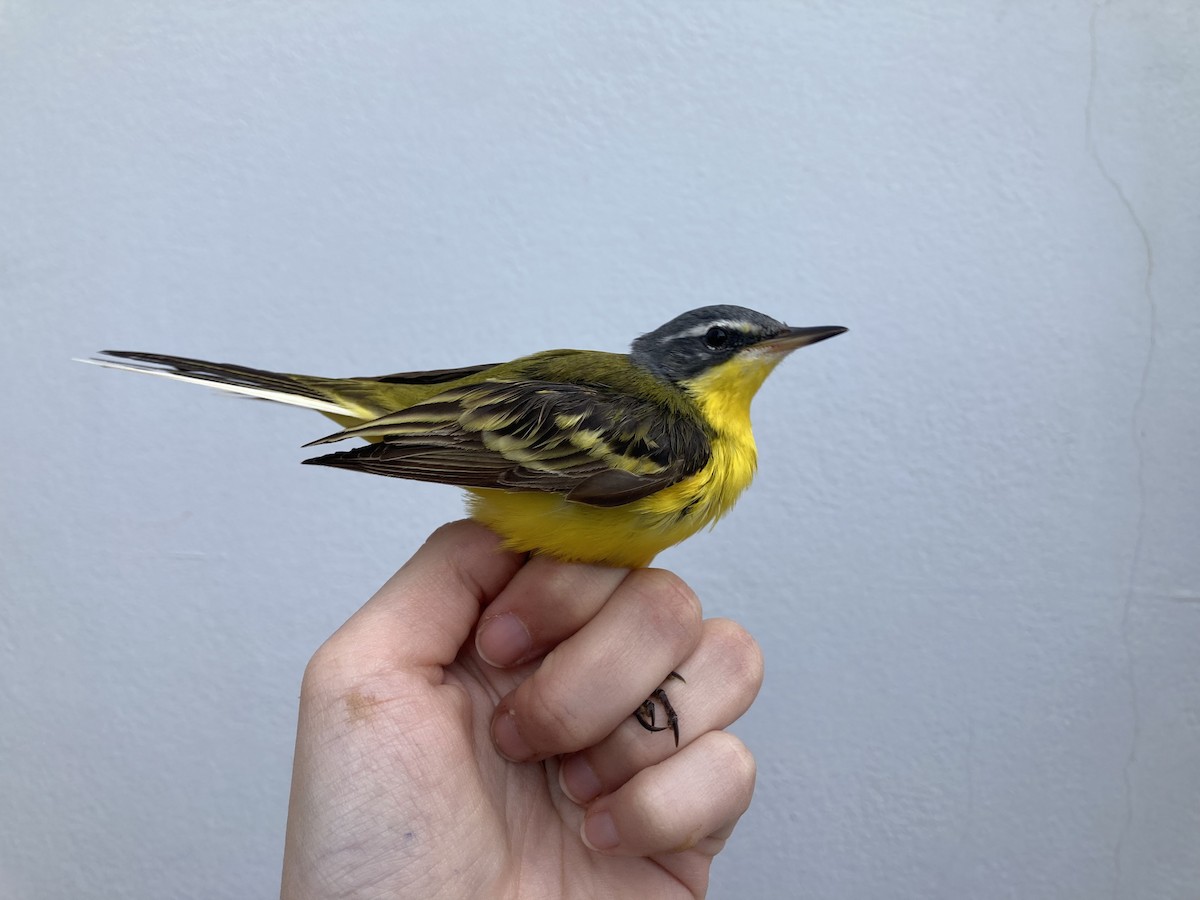 Western Yellow Wagtail (dombrowskii-type intergrade) - ML556523661