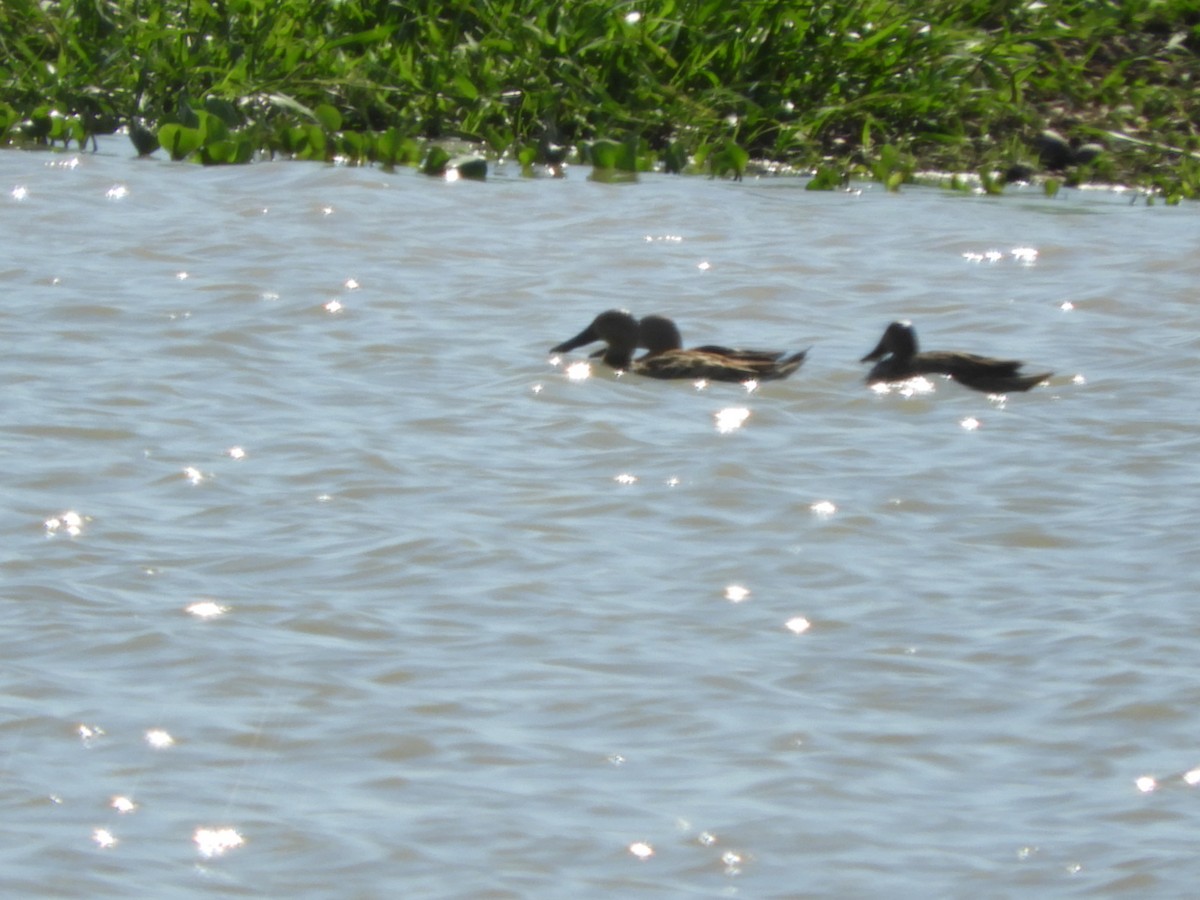 Red Shoveler - ML556524221