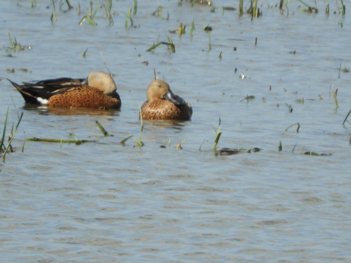 Red Shoveler - ML556524241