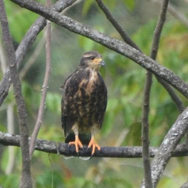 Snail Kite - ML556525381