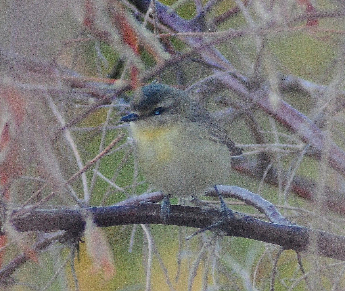 Philadelphia Vireo - ML55652651