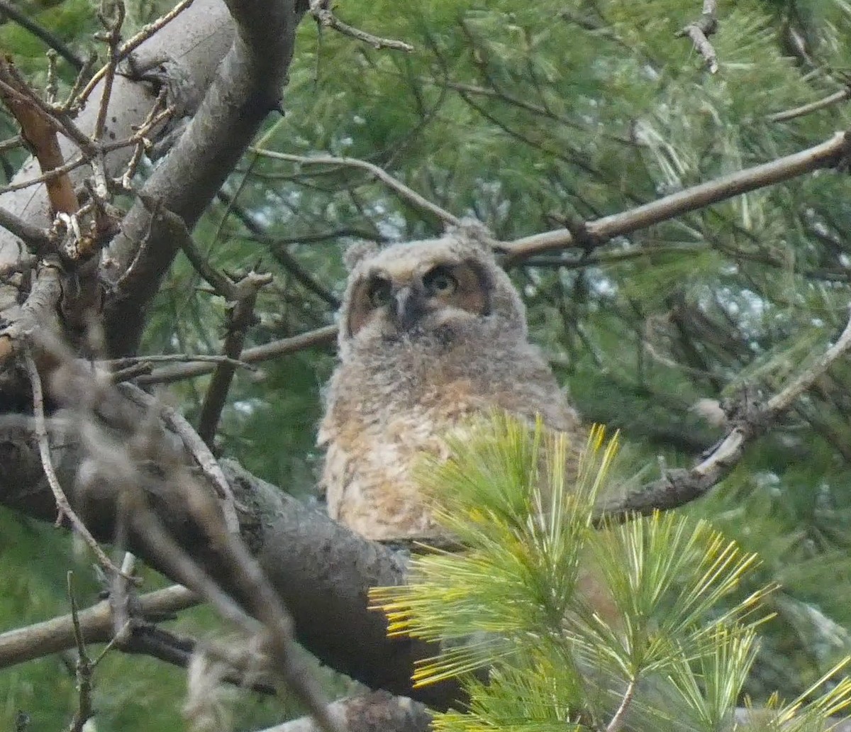 Great Horned Owl - ML556529081