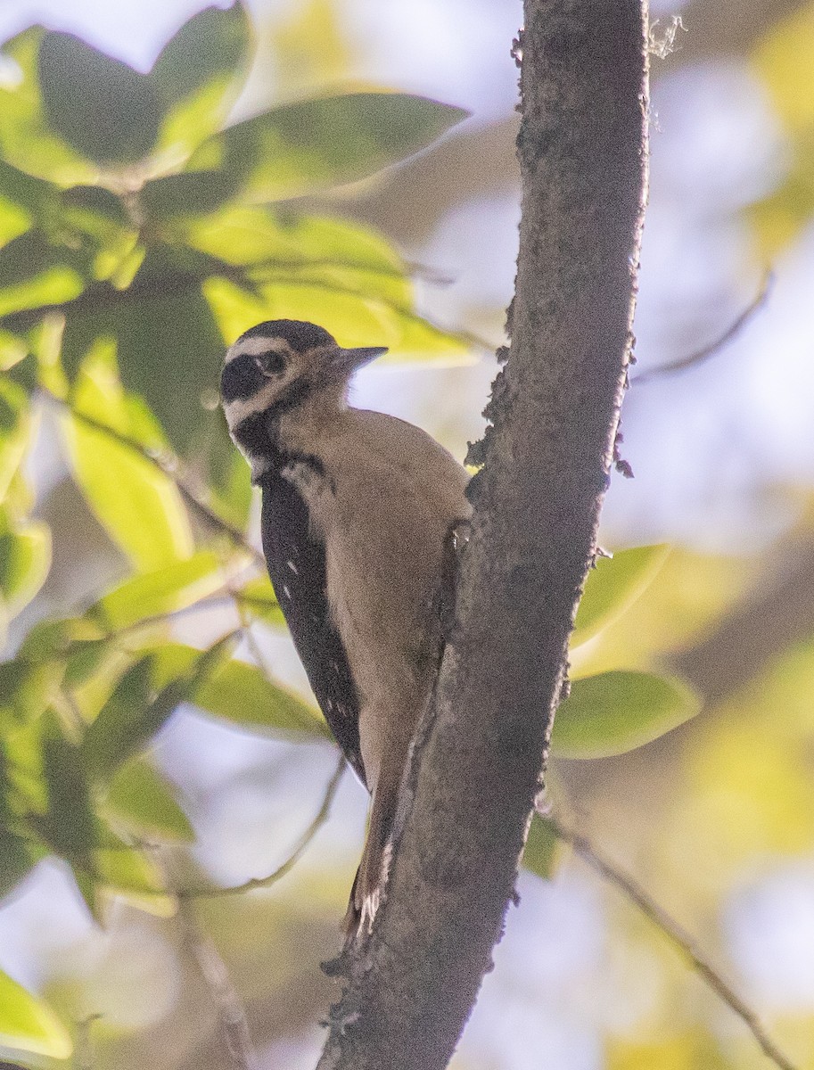 Hairy Woodpecker - ML556529401