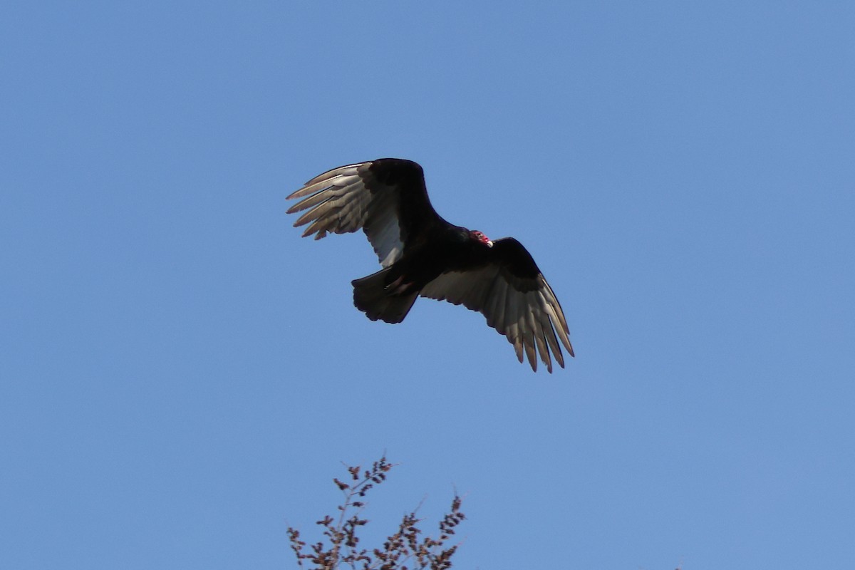 Turkey Vulture - ML556531961