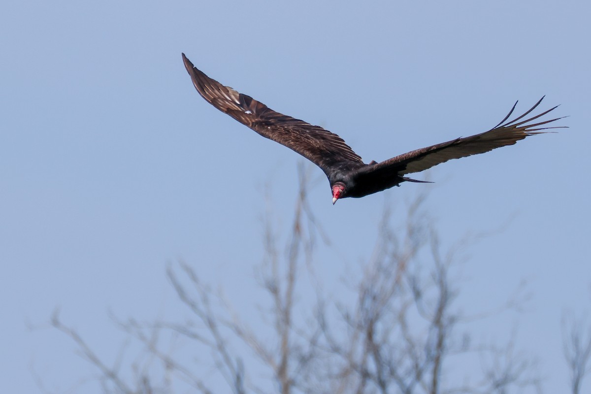 Turkey Vulture - Ryan Pfahl