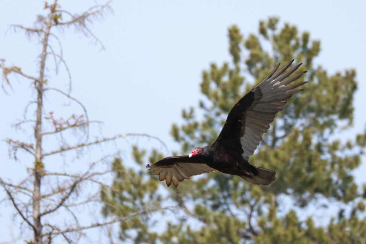 Turkey Vulture - ML556532011