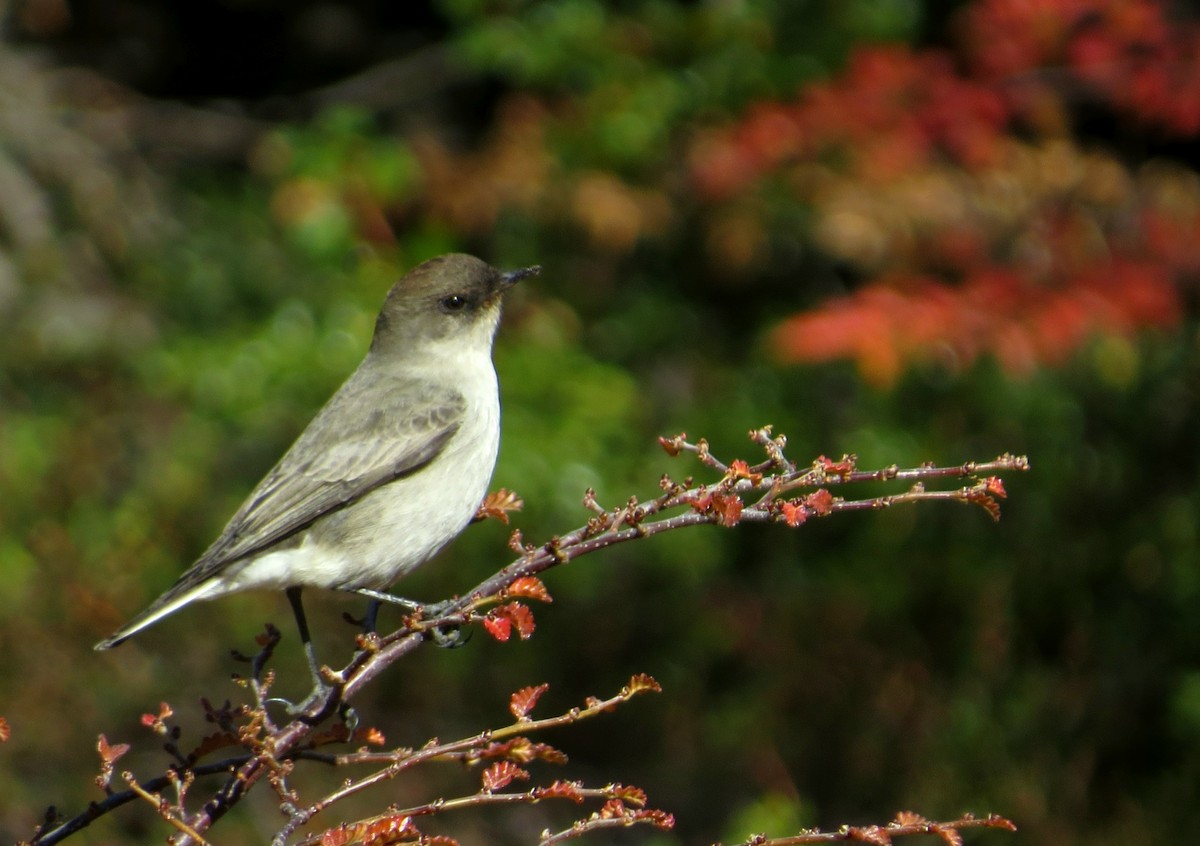 Dark-faced Ground-Tyrant - ML556532091