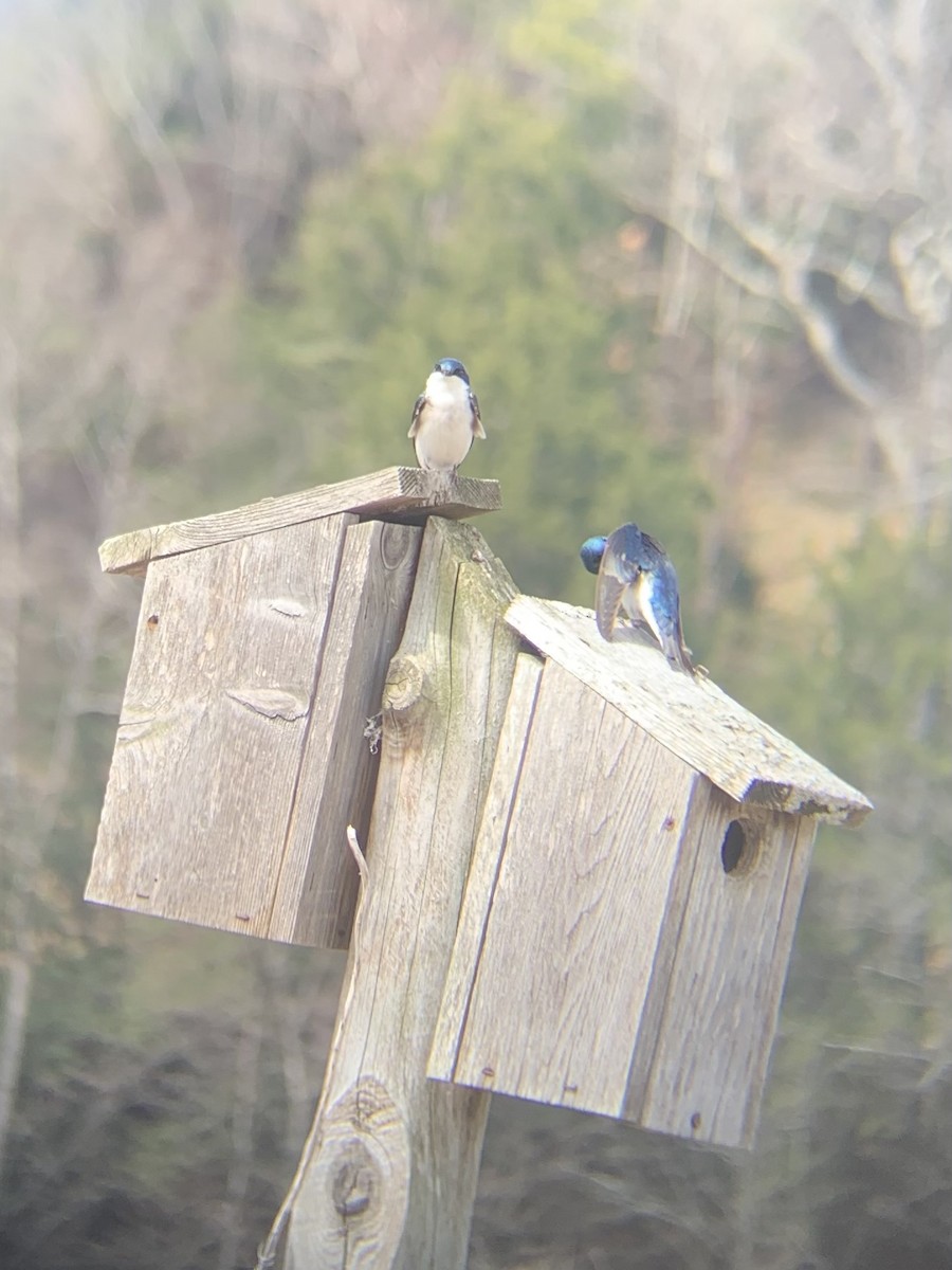 Tree Swallow - ML556533001