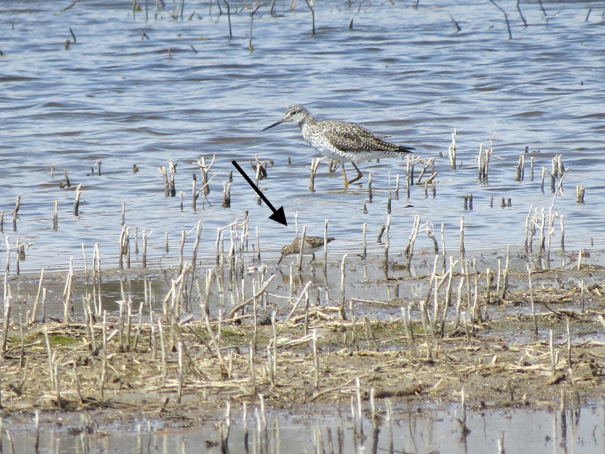 pygmésnipe - ML556533571