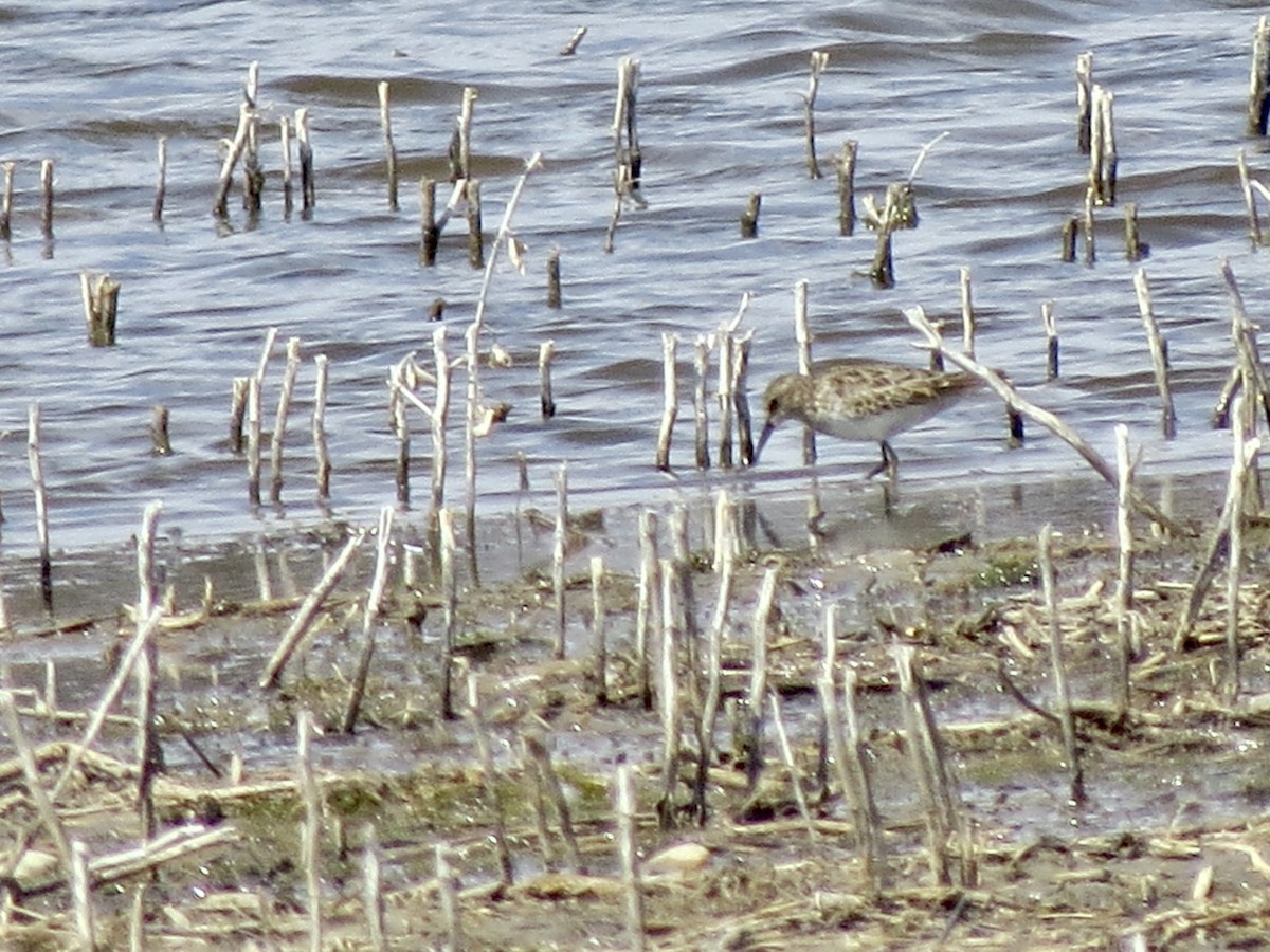 Least Sandpiper - ML556533581