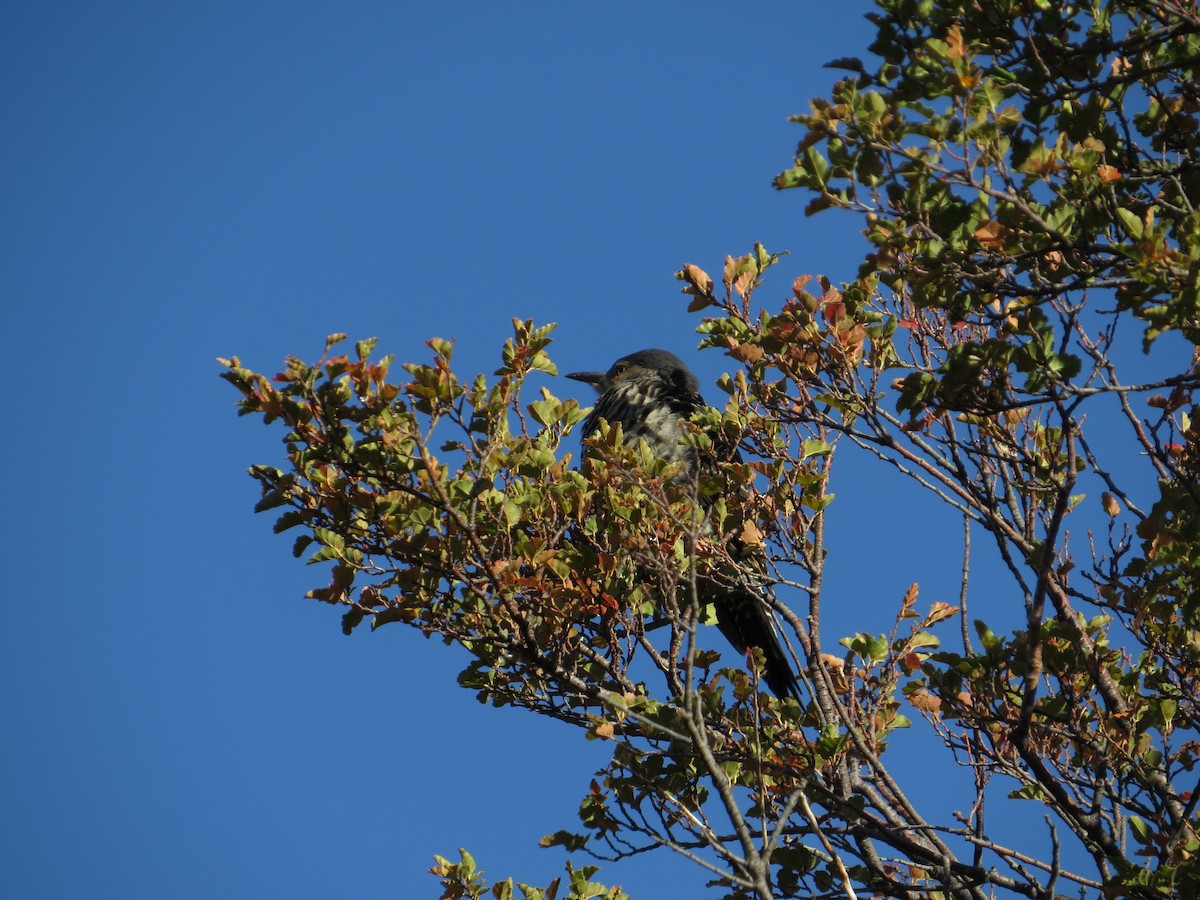 Chilean Flicker - ML556534201