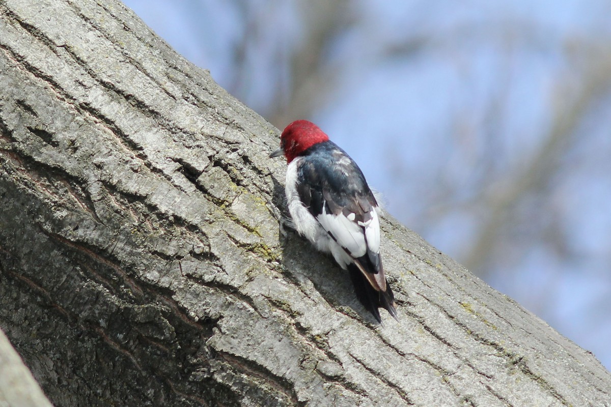 Red-headed Woodpecker - ML556535871