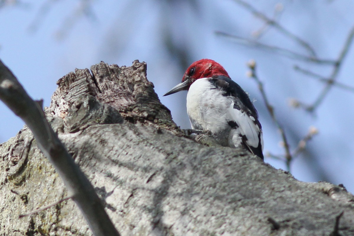 Red-headed Woodpecker - ML556535891