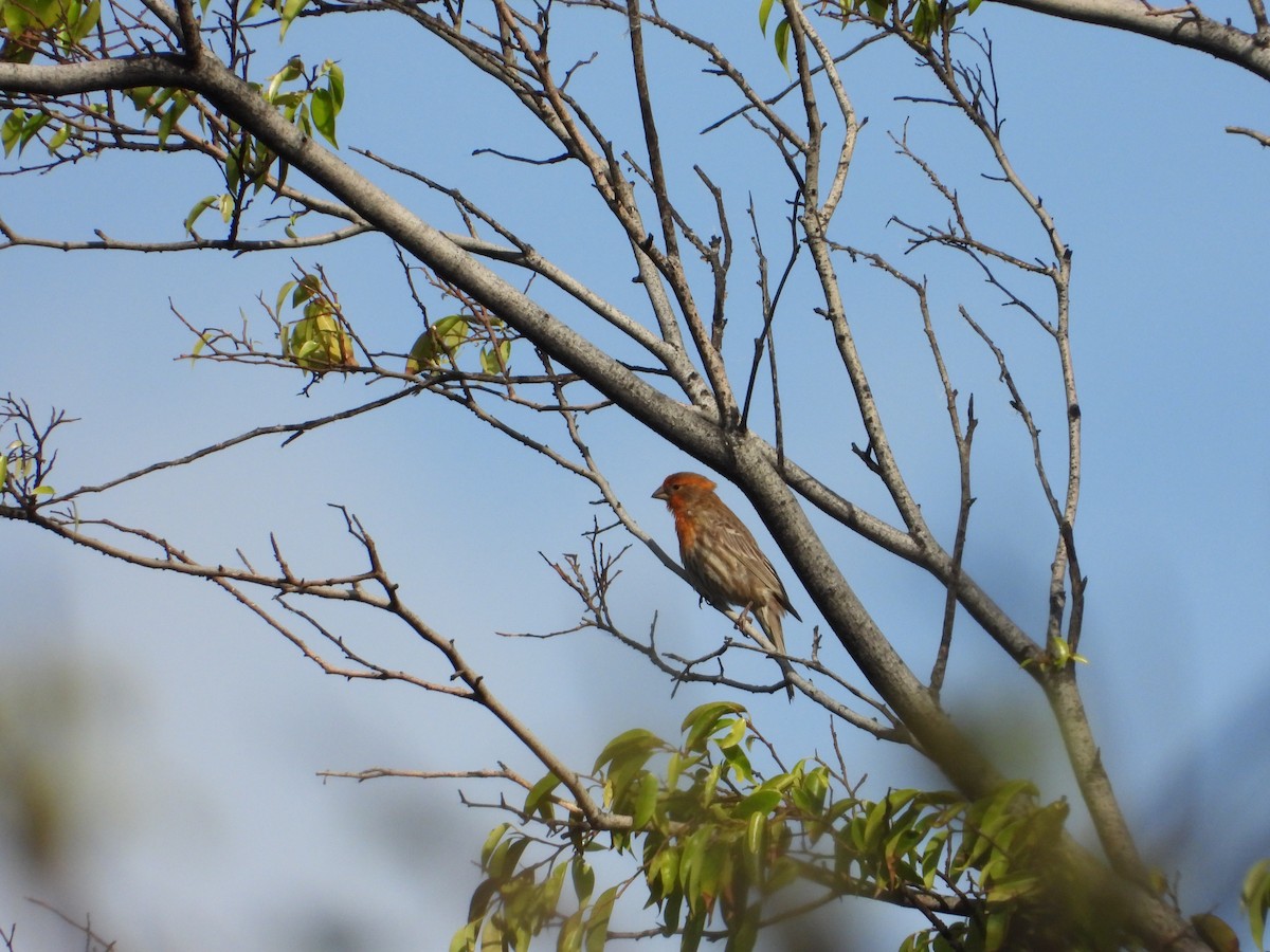 House Finch - ML556536051