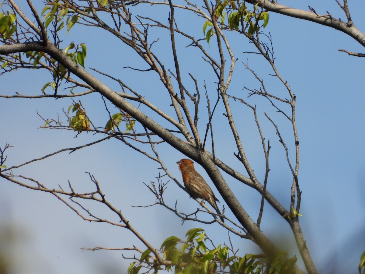 House Finch - ML556536061