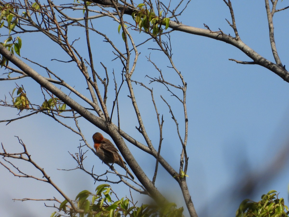 House Finch - ML556536071