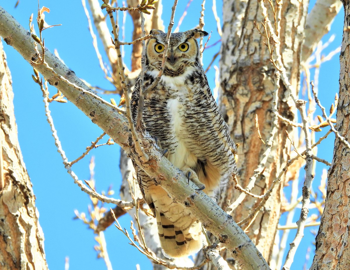 Great Horned Owl - ML556536941