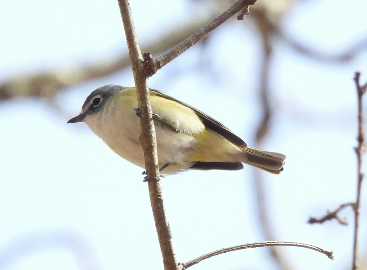 Blue-headed Vireo - ML556537381