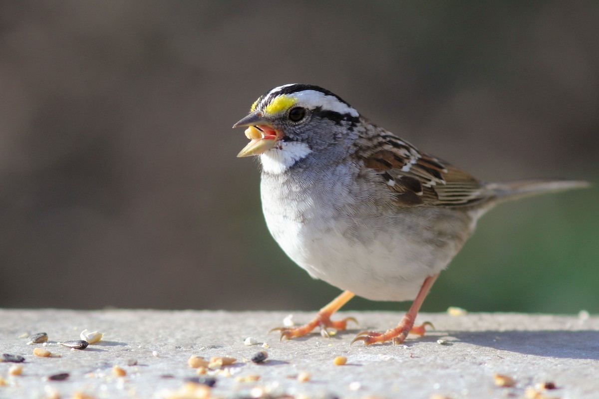 White-throated Sparrow - ML556537461