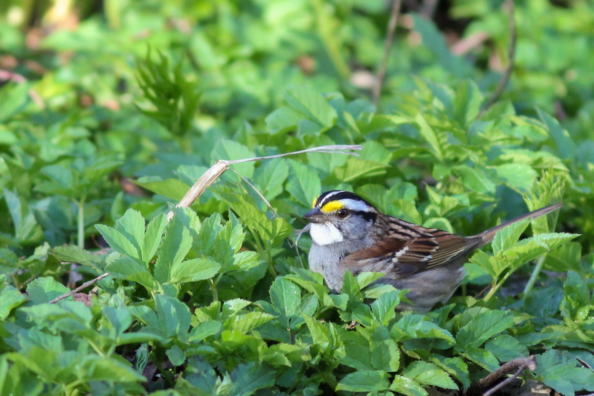 White-throated Sparrow - ML556537521