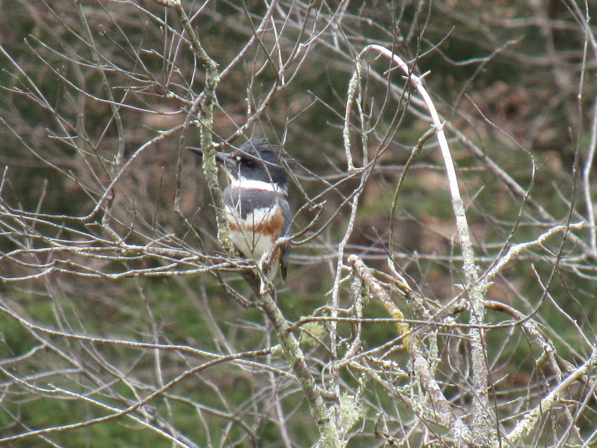 Belted Kingfisher - ML556537991