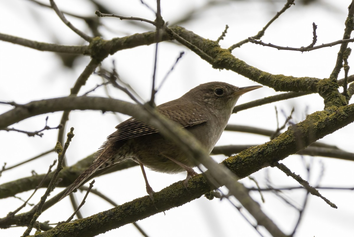 House Wren - ML556538911