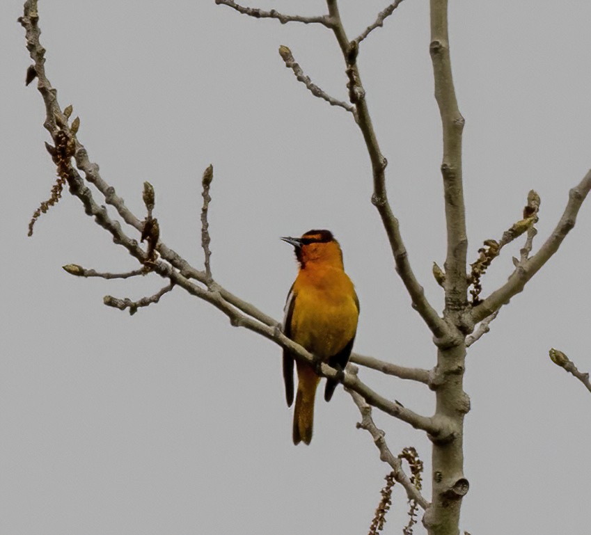 Oriole de Bullock - ML556539191