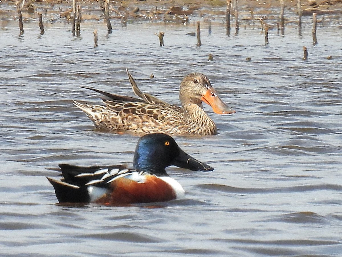 Northern Shoveler - Bill Nolting