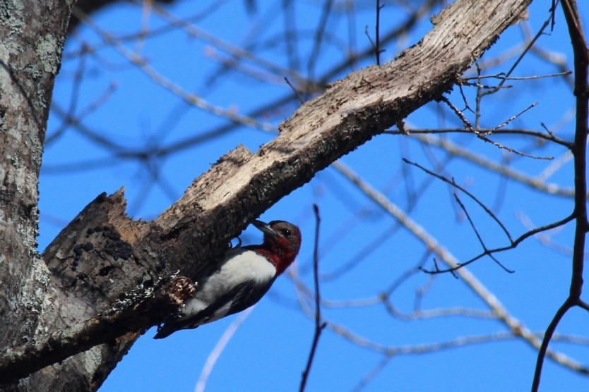 Red-headed Woodpecker - ML556540361