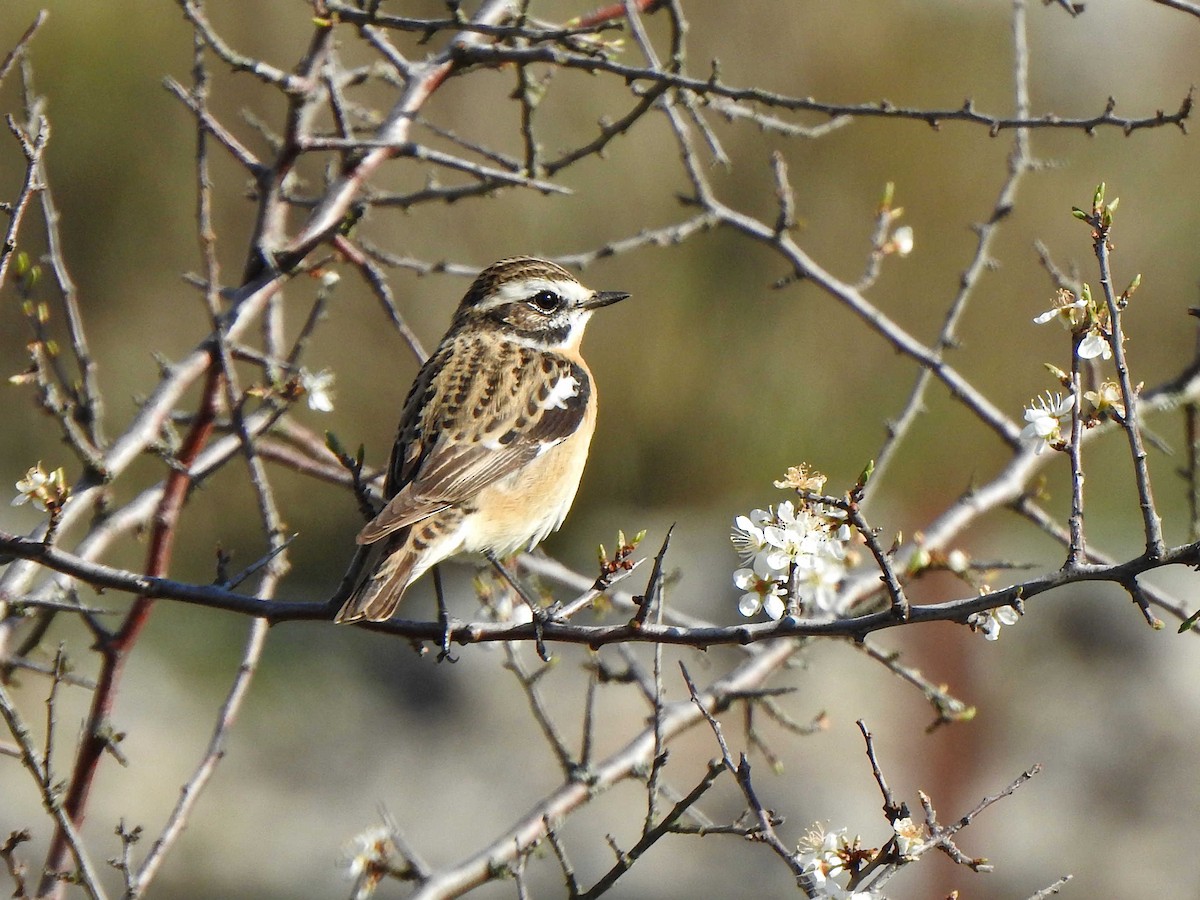 Whinchat - ML556540521