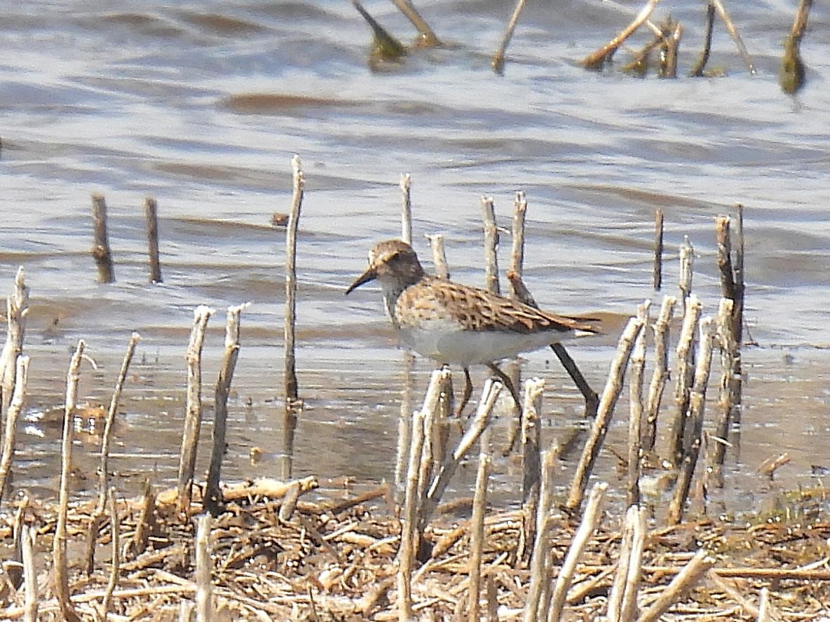 pygmésnipe - ML556540611