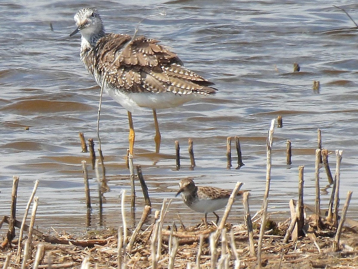 Least Sandpiper - ML556540631