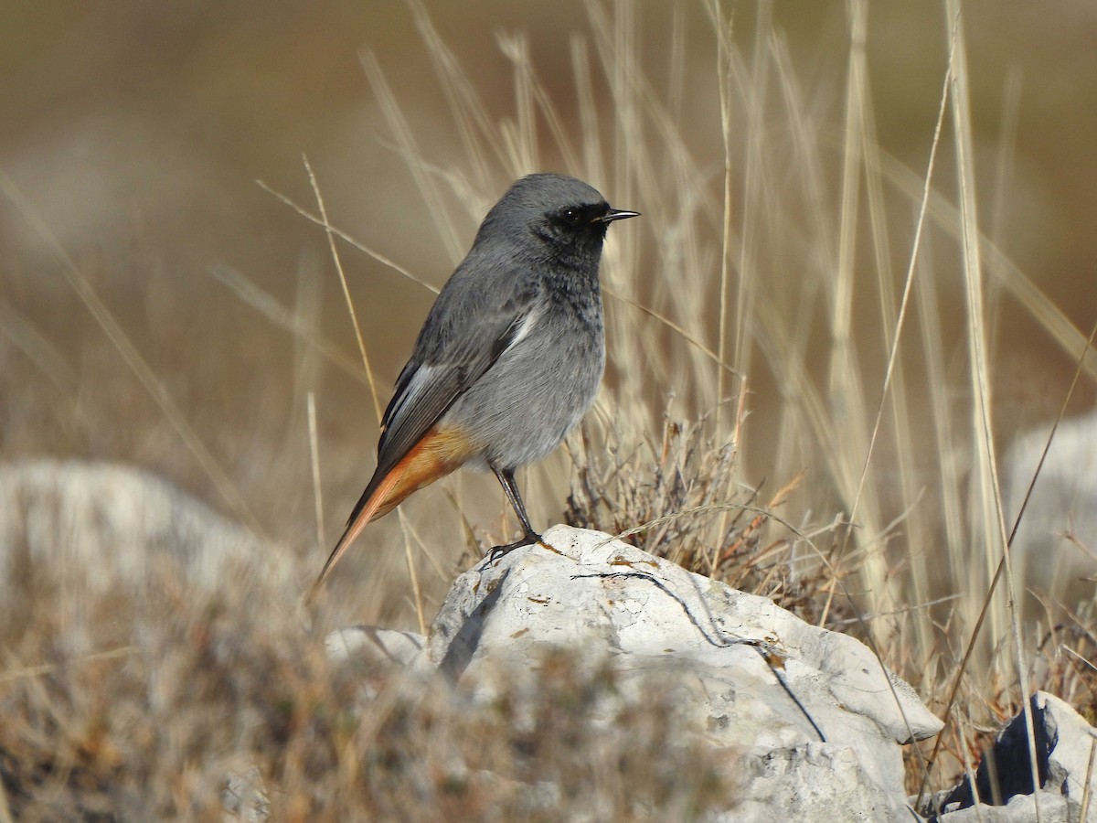 Black Redstart - ML556541441