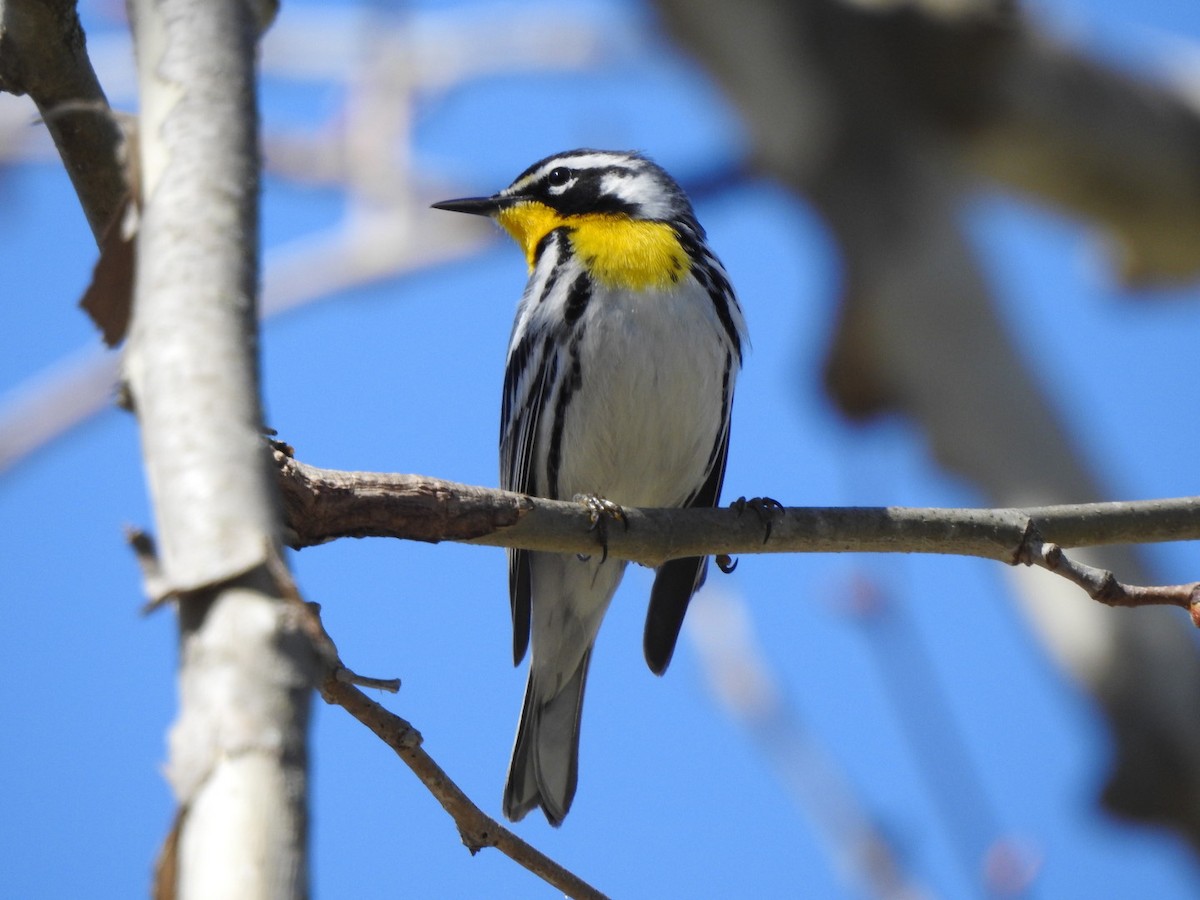 Goldkehl-Waldsänger - ML556541871