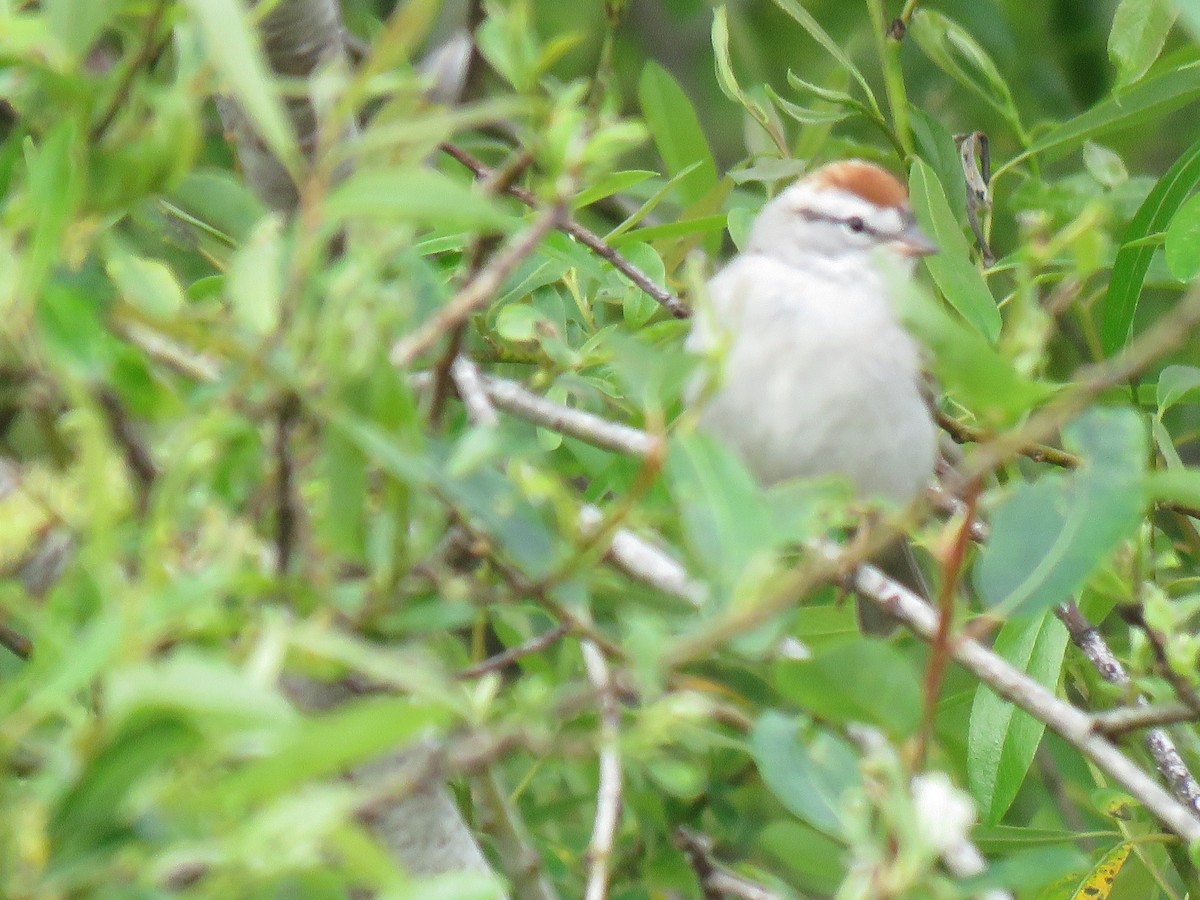 Chipping Sparrow - ML556542001