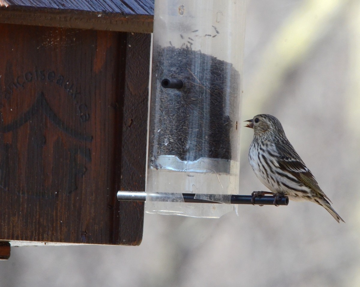 Pine Siskin - ML55654721