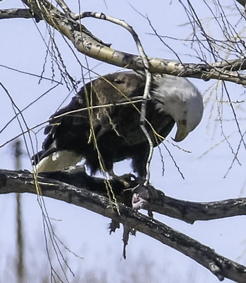 Bald Eagle - ML556547411