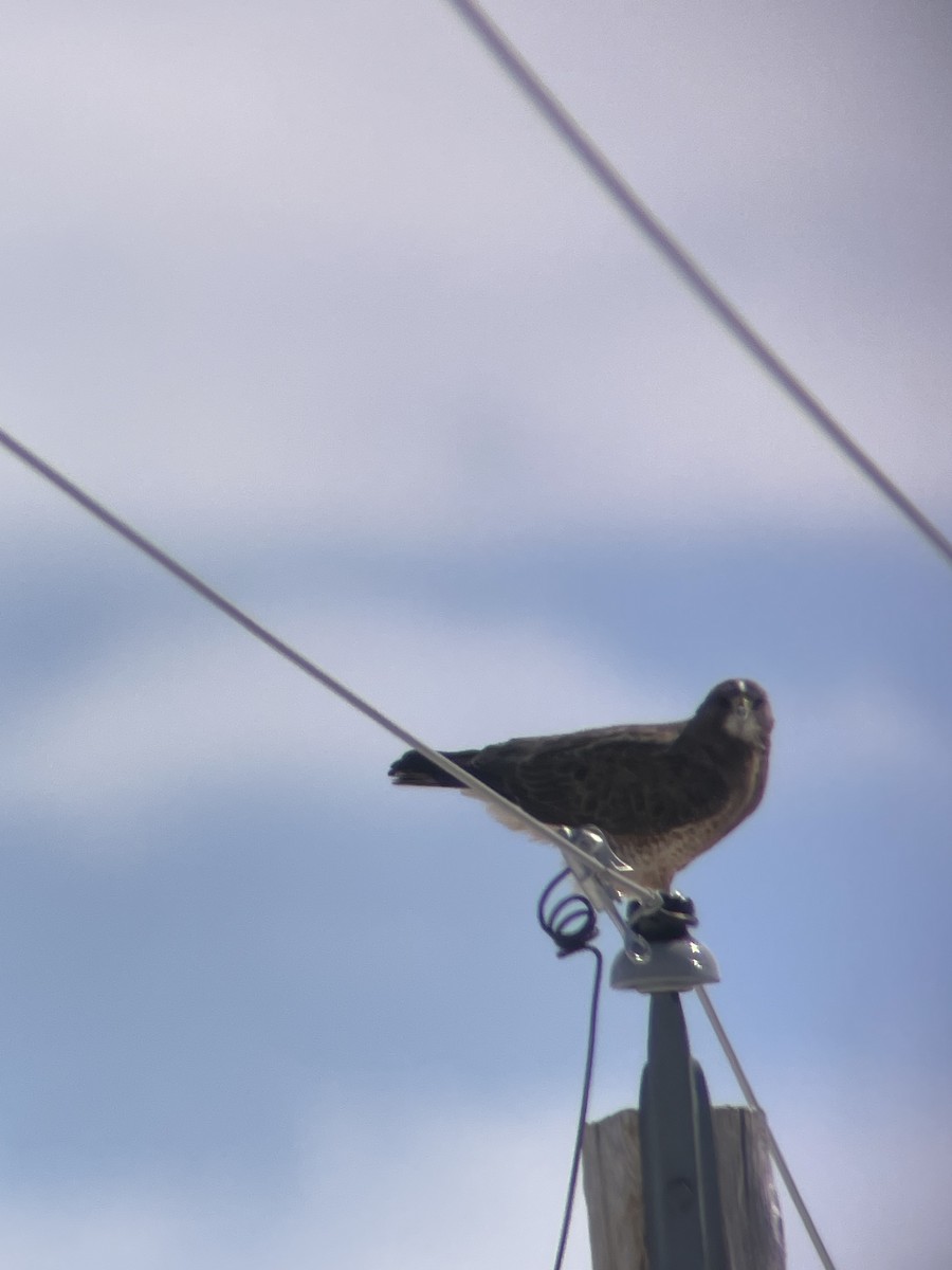 Swainson's Hawk - ML556548471