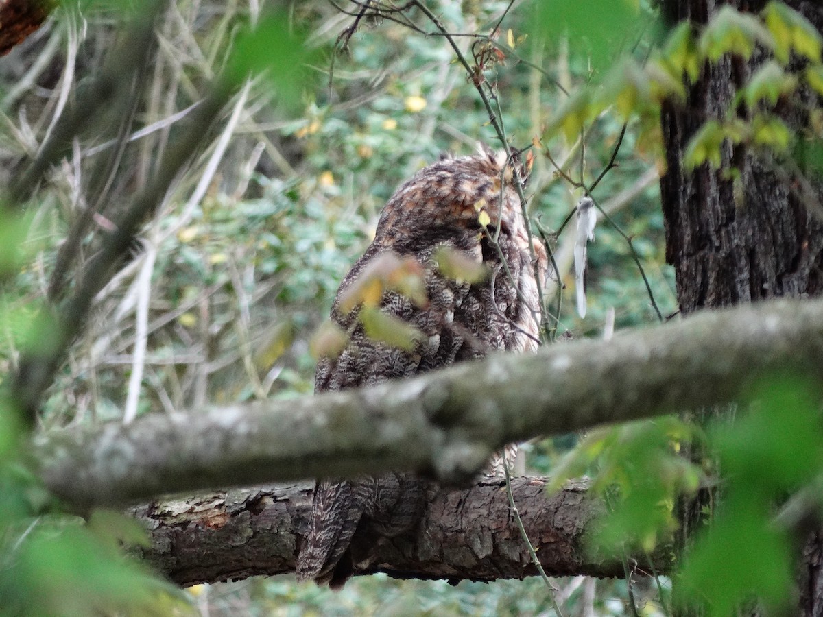 Great Horned Owl - ML55655191