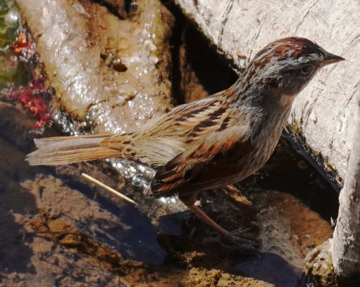 Swamp Sparrow - ML556553771