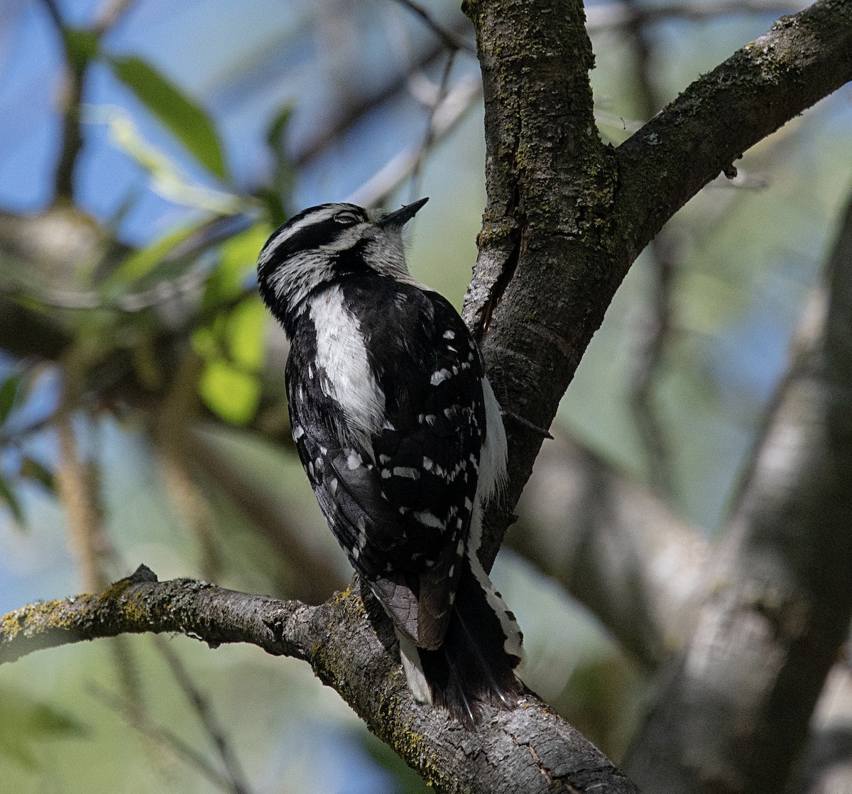Downy Woodpecker - ML556557361