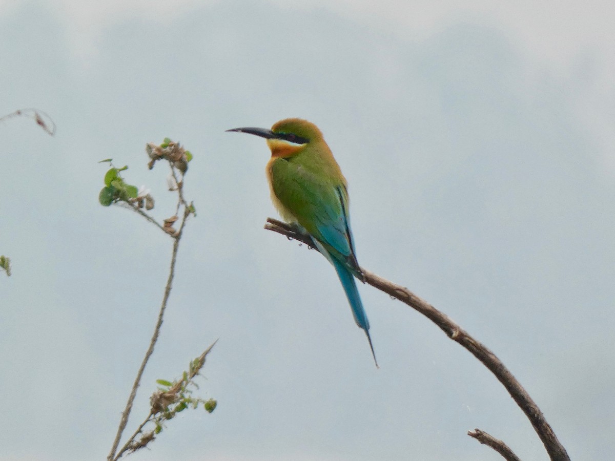 Blue-tailed Bee-eater - ML556557941