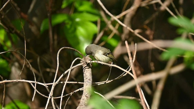 Ruby-crowned Kinglet - ML556558371