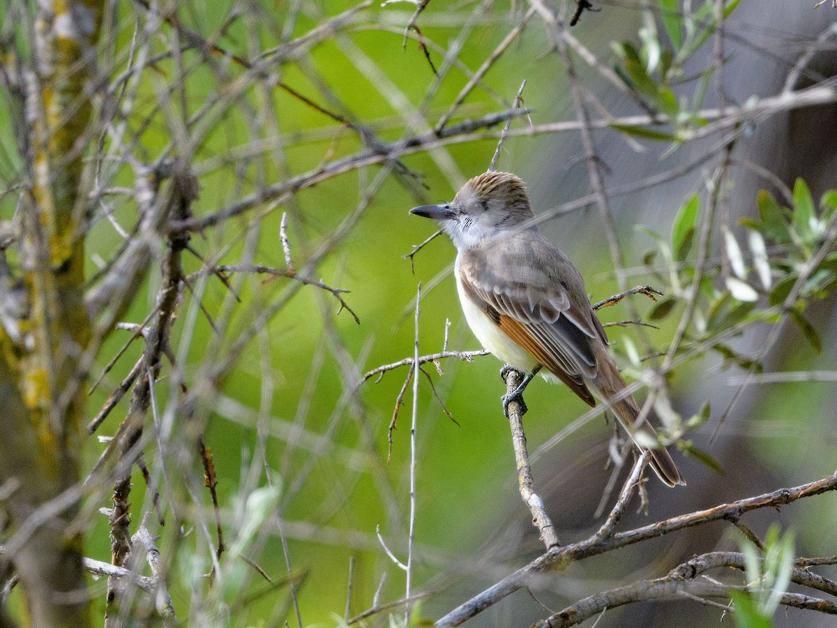 Brown-crested Flycatcher - ML556564721